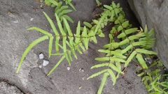 Pteris vittata
