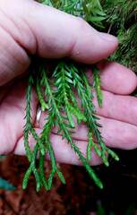 Phlegmariurus billardierei