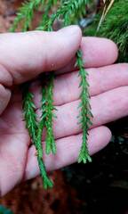 Phlegmariurus billardierei