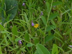 Crotalaria filipes