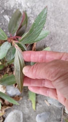 Boehmeria densiflora