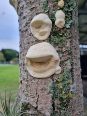 Fungi