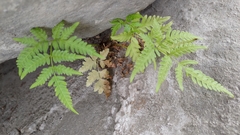 Pteris wallichiana