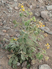 Senna confinis