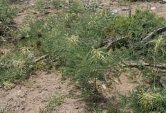 Sophora alopecuroides