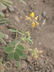 Senna confinis
