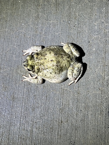 iNaturalist observation photo of Red-spotted Toad