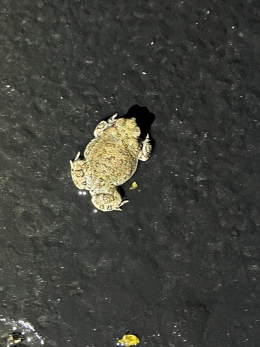 iNaturalist observation photo of Red-spotted Toad
