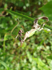 Ropalidia revolutionalis