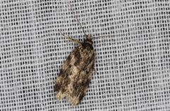 Barea atmophora