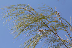 Grevillea parallela