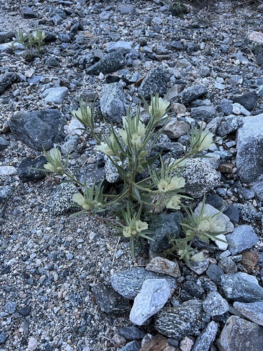 iNaturalist observation photo of ghost flower
