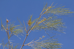 Grevillea parallela