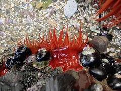 Anemonia alicemartinae