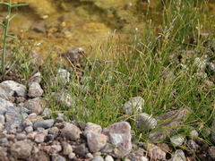 Eleocharis parishii