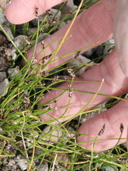 Eleocharis parishii