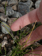 Eleocharis parishii