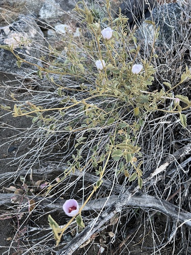 iNaturalist observation photo of Rock Hibiscus