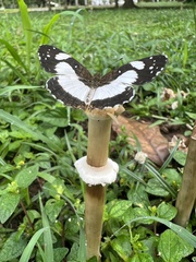 Janatella leucodesma