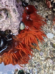 Anemonia alicemartinae