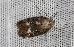 Eulechria callidesma