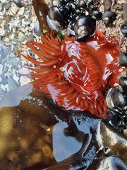 Anemonia alicemartinae