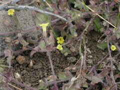Erythranthe floribunda