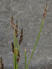 Eleocharis parishii