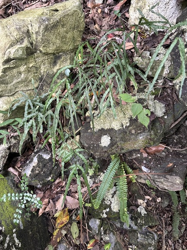 Pteris kidoi iNat (2)