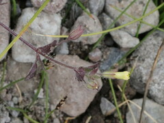 Erythranthe floribunda