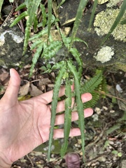 Pteris kidoi