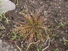 Eleocharis geniculata