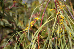Persoonia falcata