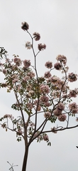 Tabebuia rosea