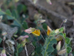 Crotalaria filipes