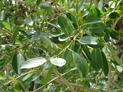 Ficus crassinervia