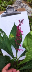 Odontonema callistachyum