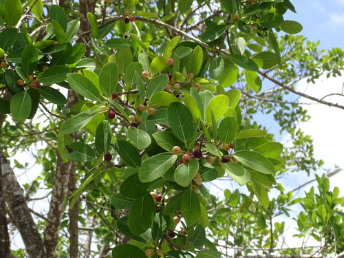 Image of Ficus crassinervia by (c) Alexis López Hernández, some rights reserved (CC BY)