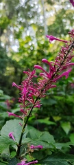 Odontonema callistachyum