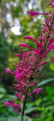 Odontonema callistachyum
