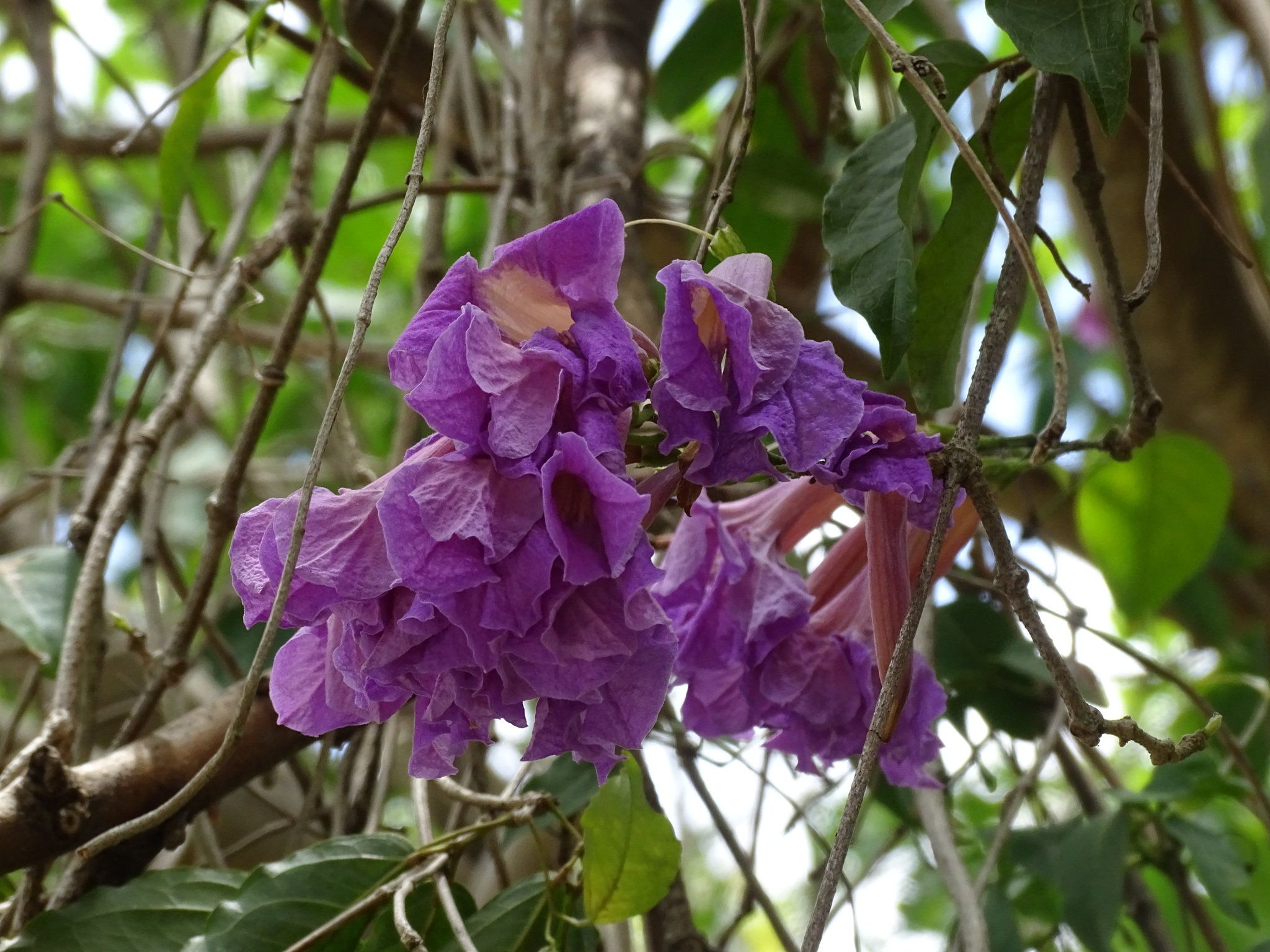 Bignonia neoheterophylla