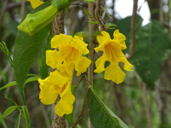 Dolichandra unguis-cati