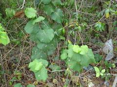 Neomillspaughia emarginata