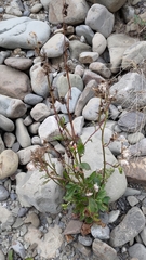 Crassocephalum crepidioides