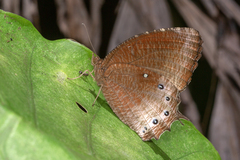Elymnias panthera