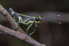 Traulia azureipennis