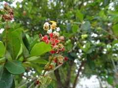 Byrsonima bucidifolia