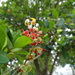 Byrsonima roigii - Photo (c) Alexis López Hernández, algunos derechos reservados (CC BY), subido por Alexis López Hernández