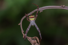 Argiope versicolor