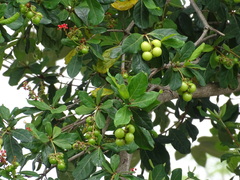 Byrsonima bucidifolia